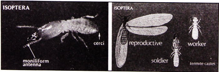 الحورية هي حشرة غير ناضجة جنسياً ولا تحتوي على أجنحة